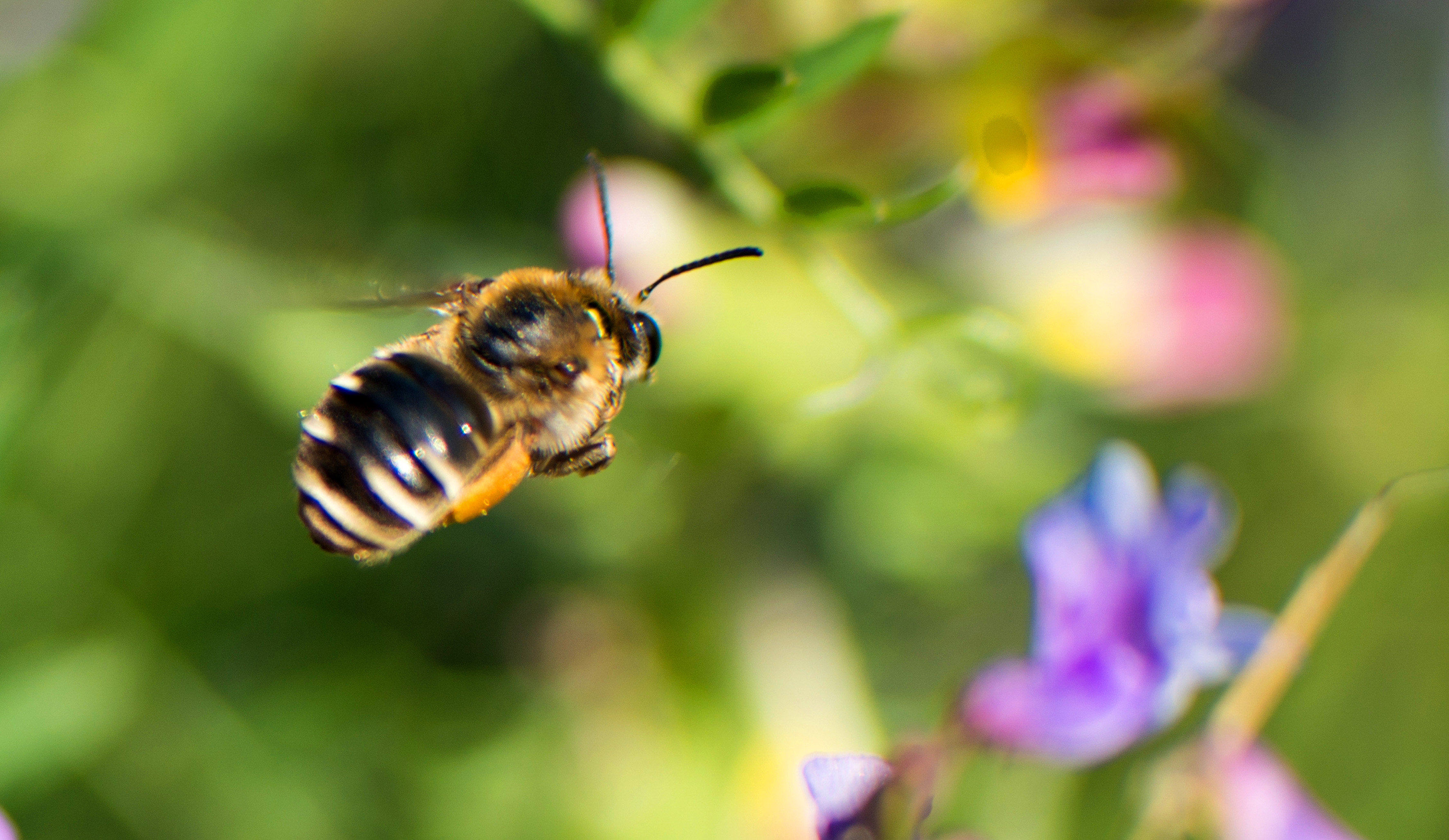 Universum: Im Reich der wilden Bienen