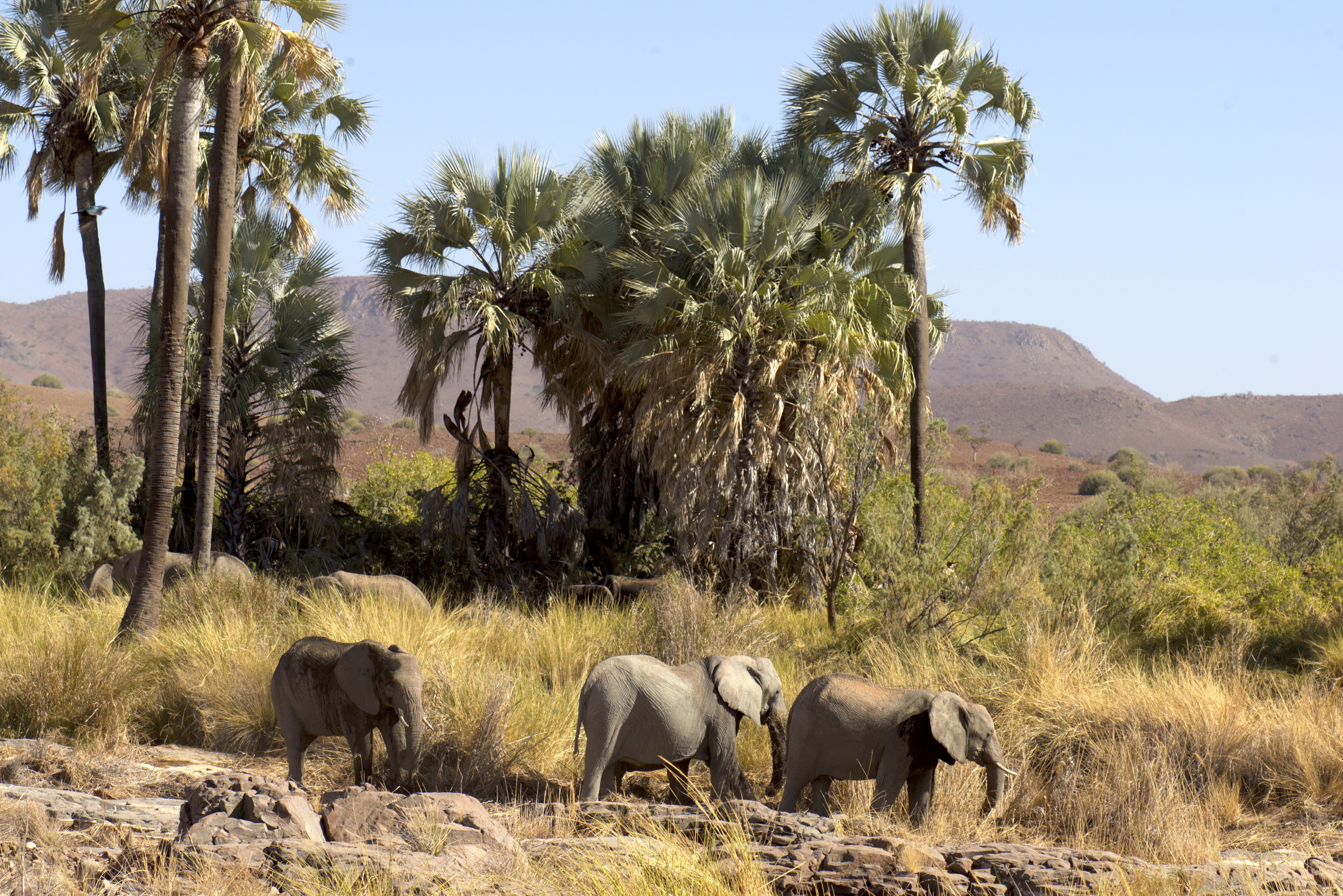 Namibia – Sanctuary of Giants