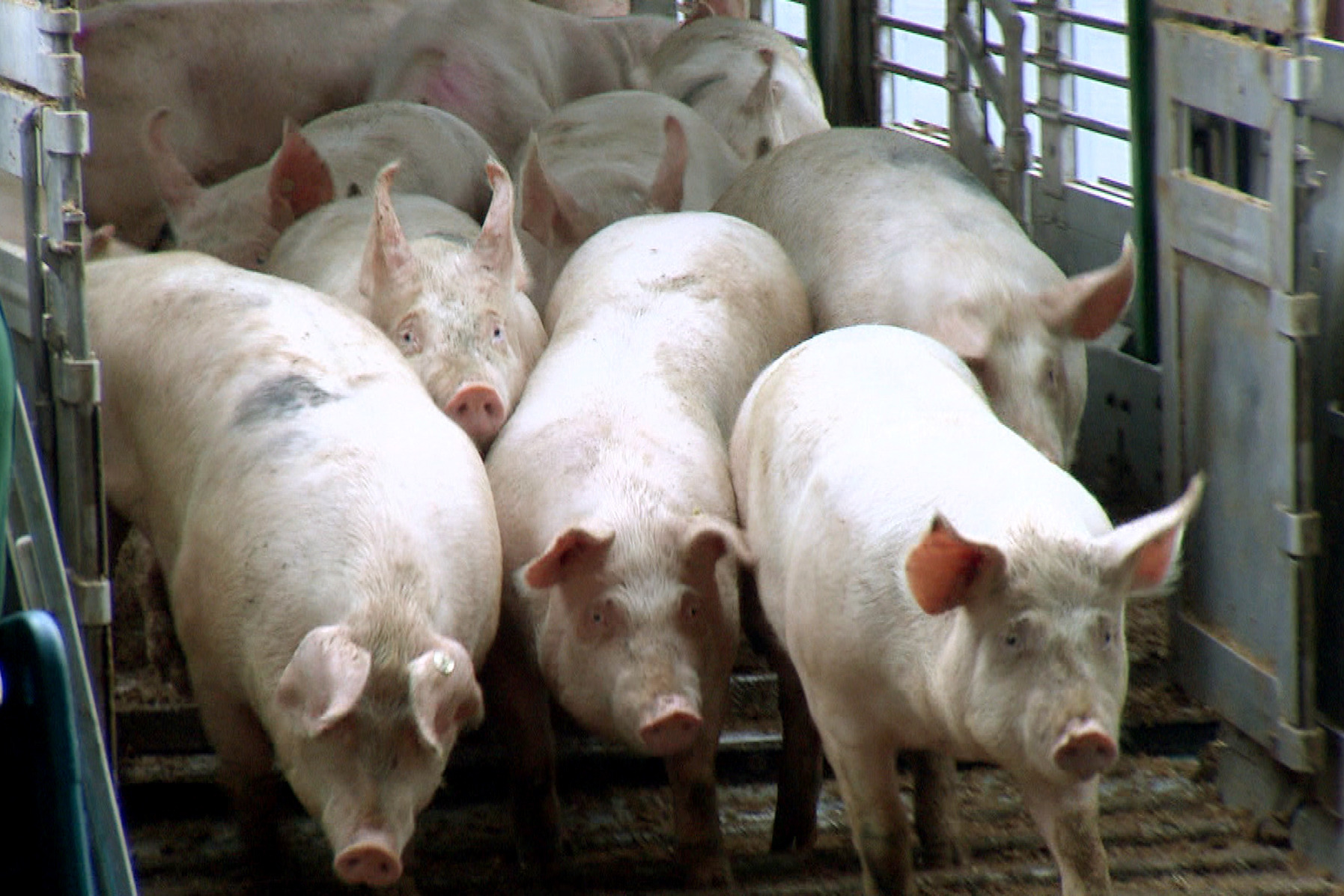 Armes Schwein - Fettes Geschäft: Der wahre Preis des Billigfleischs