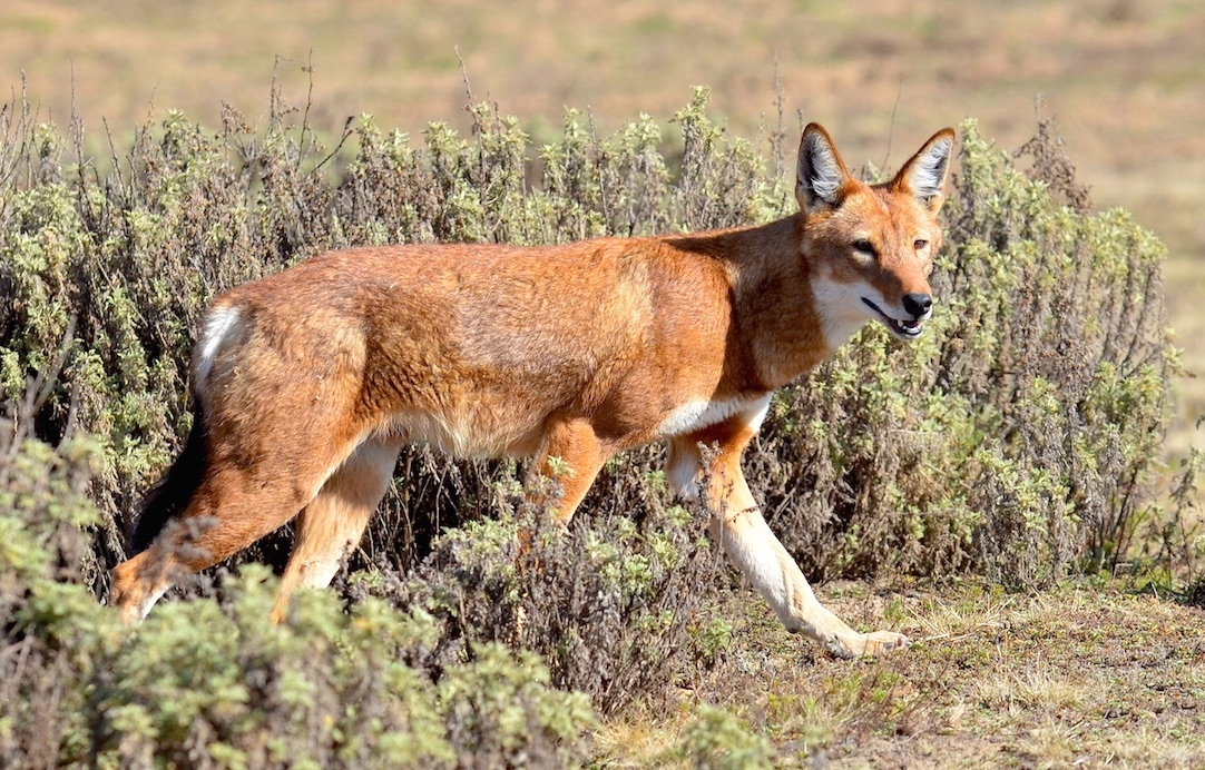 Megeti - Africa's Lost Wolf