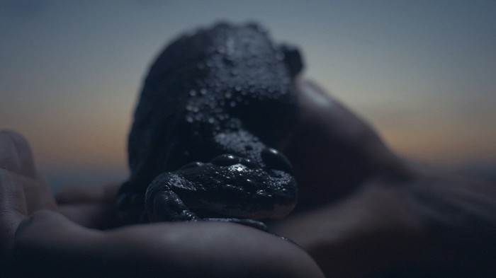 Bufo Alvarius - The Underground Secret Bufo Alvarius - The Underground Secret