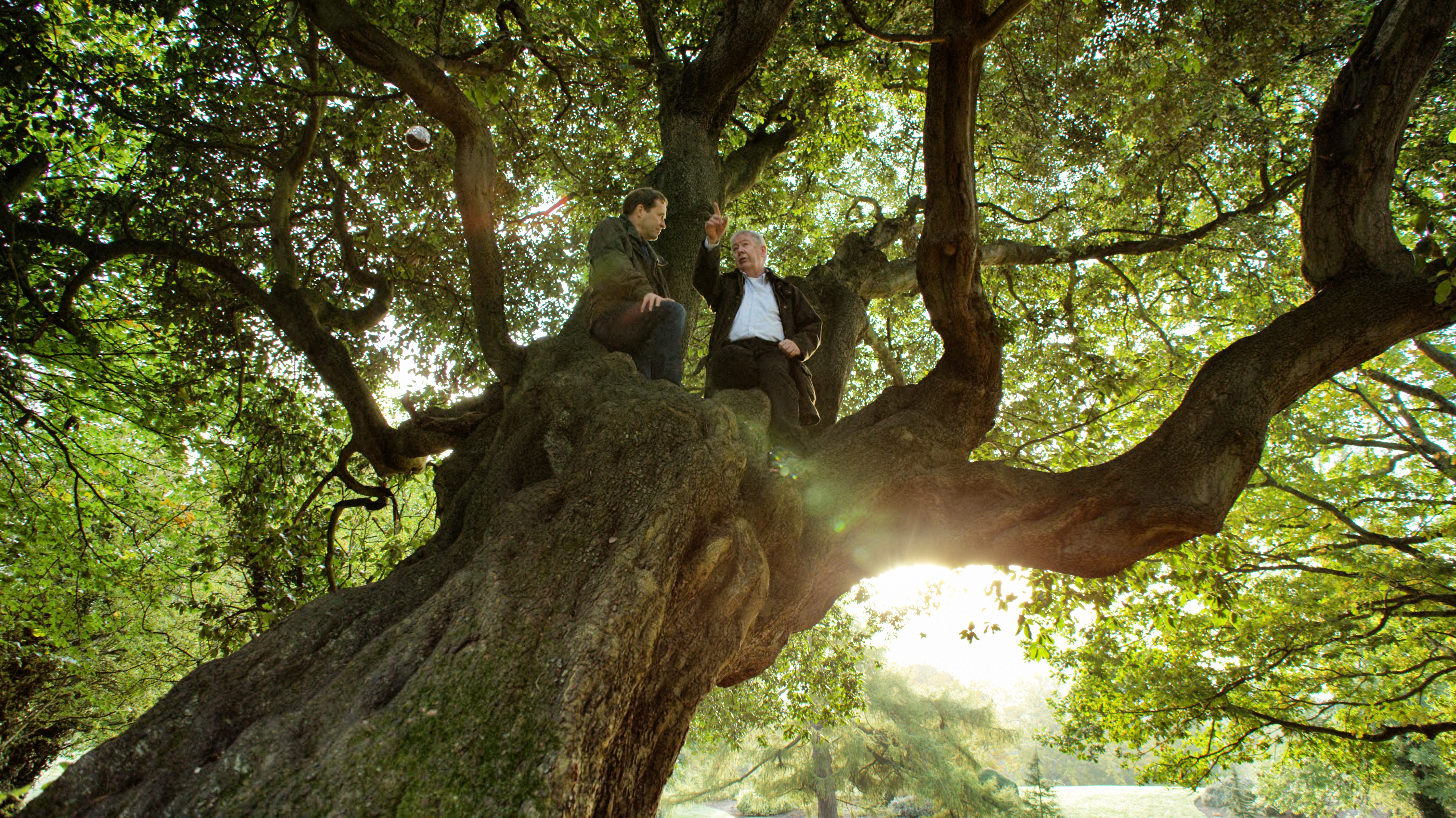 Tree of the Year with Ardal O'Hanlon