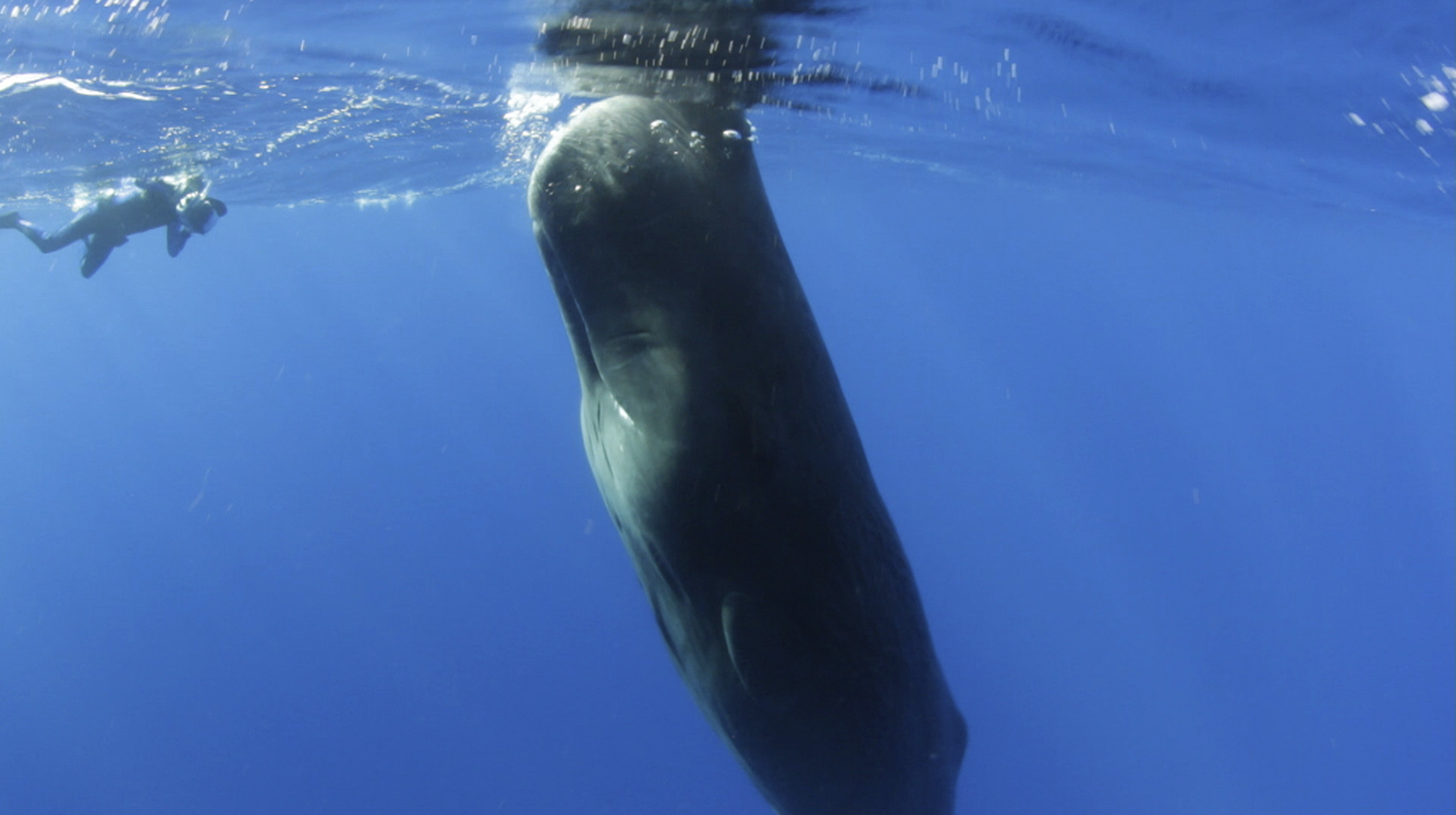 Erlebnis Erde: Wale vor unserer Küste