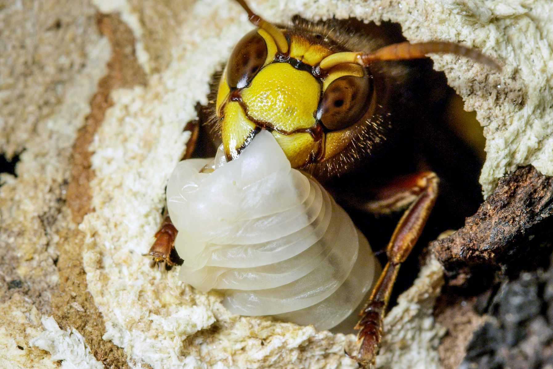 Winzige Wunder: Insekten