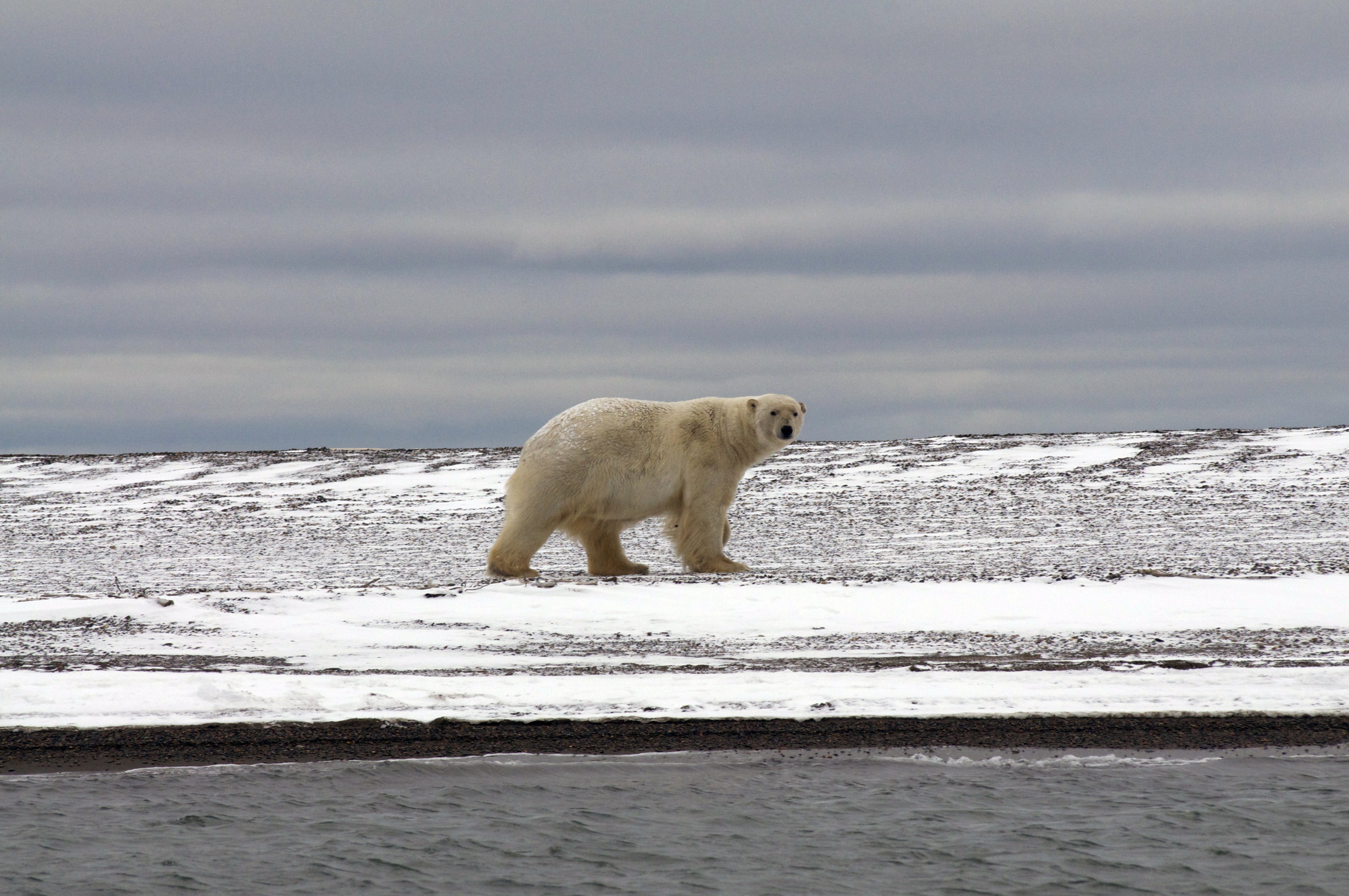 The Great Polar Bear Feast