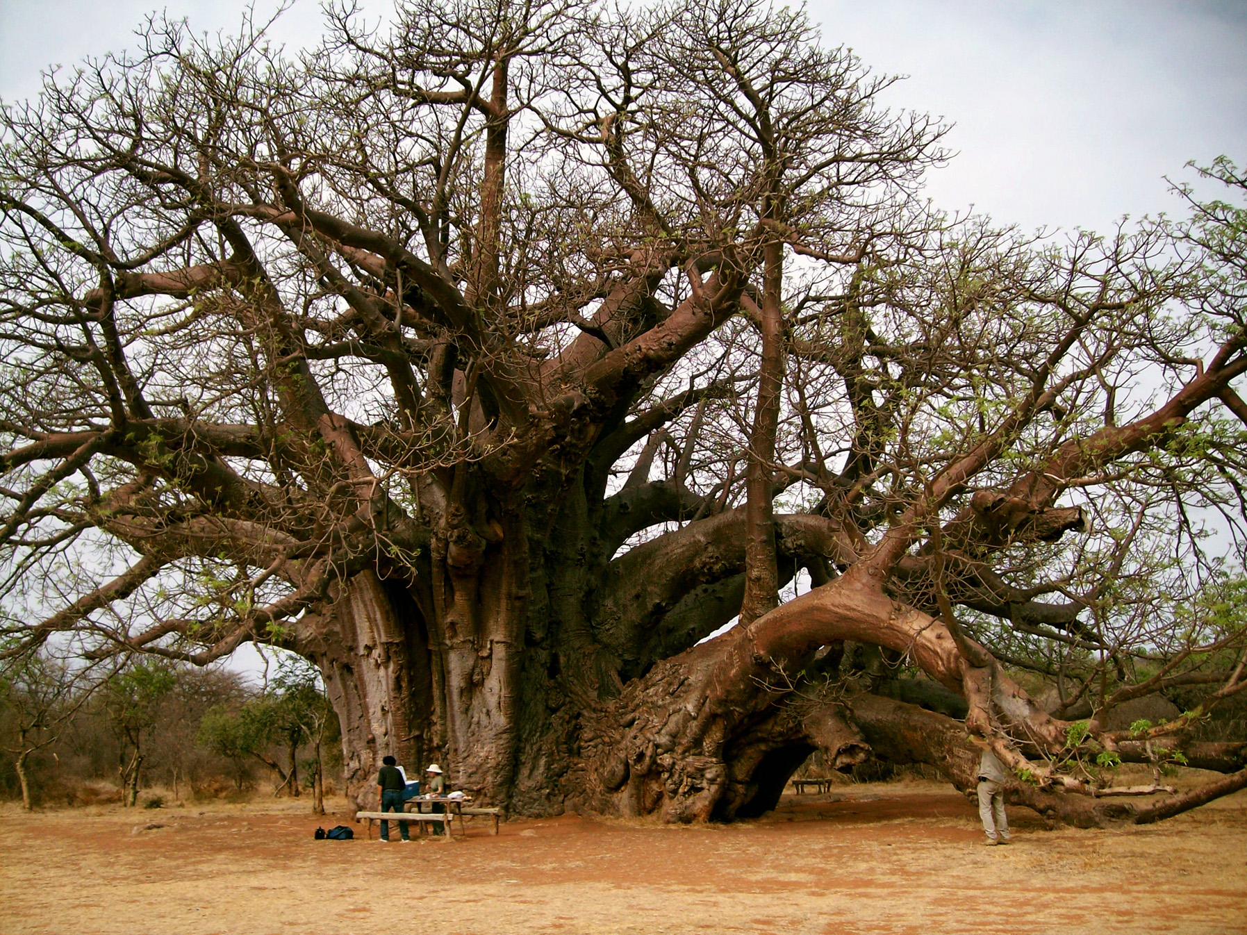 Baobab - Gigant der Savanne