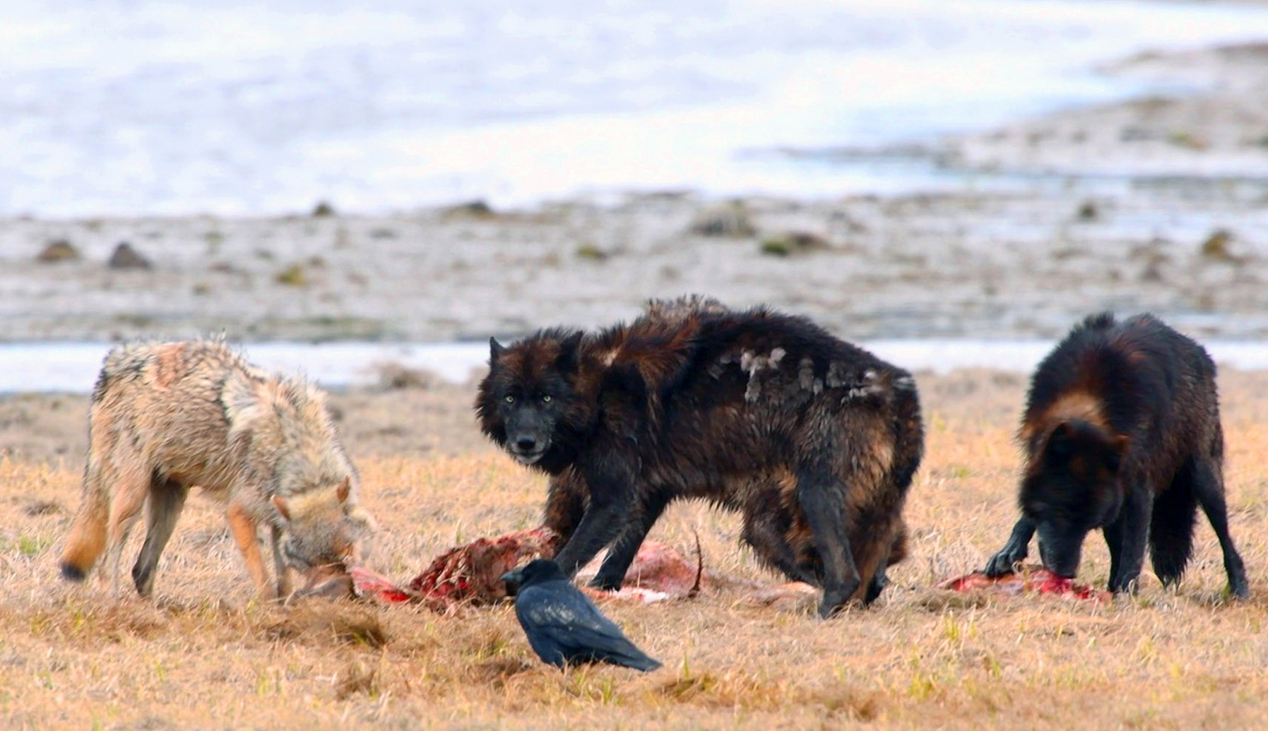 Die Rückkehr der Wölfe - Das Wunder im Yellowstone Nationalpark