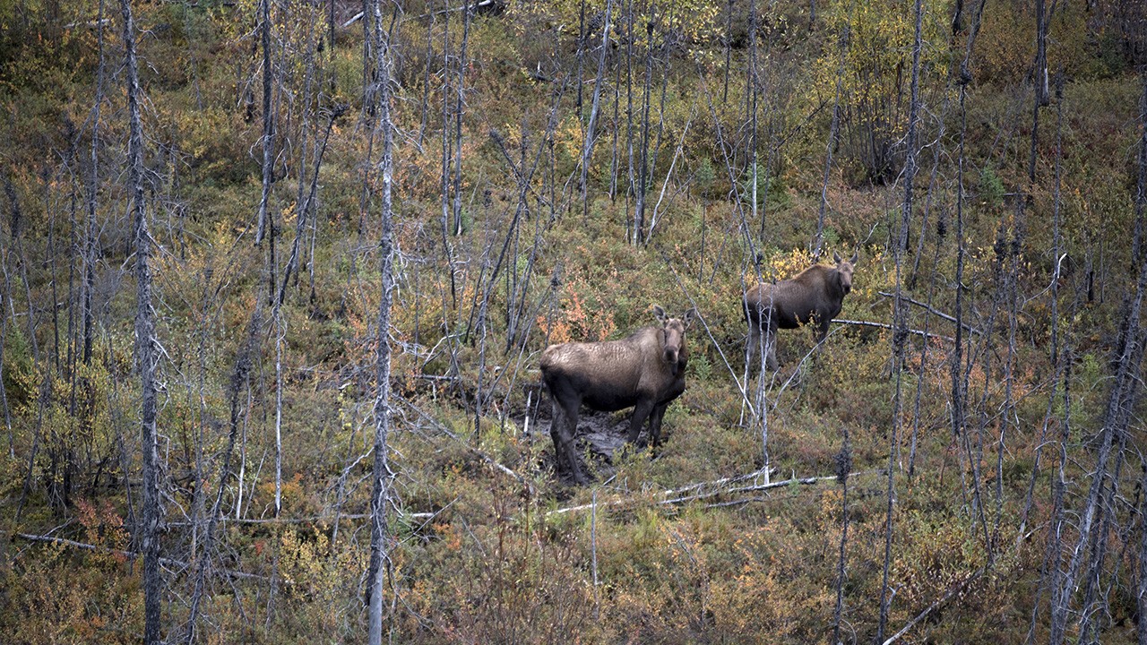 Alaska's Grizzly Gauntlet