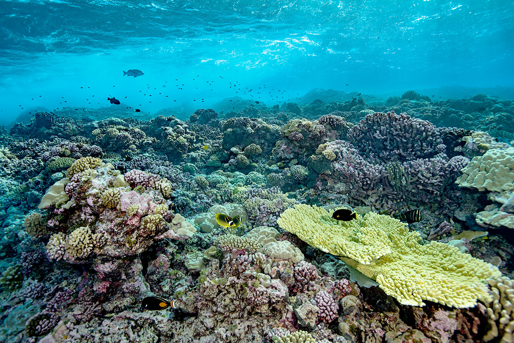 La vie secrète des atolls de Polynésie