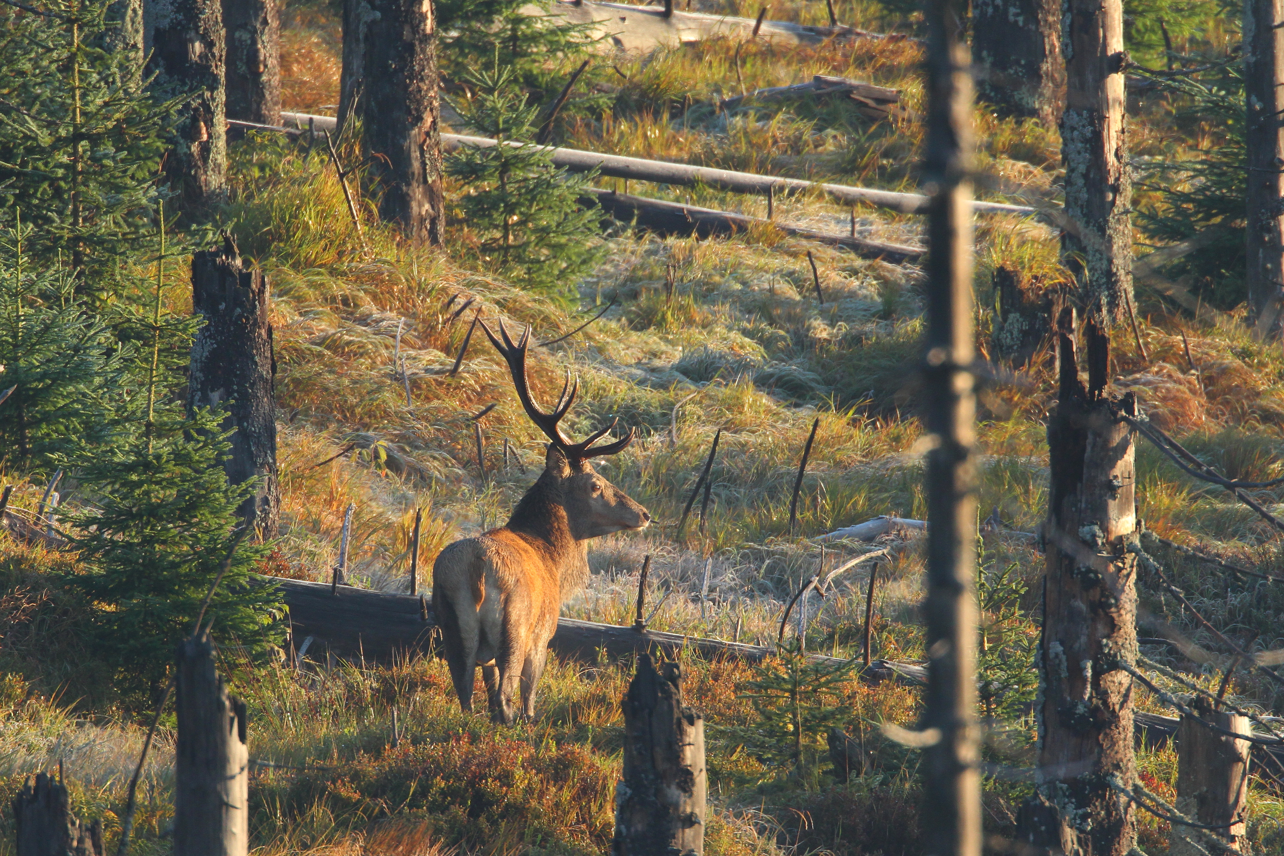 Wildes Deutschland: Der Bayerische Wald