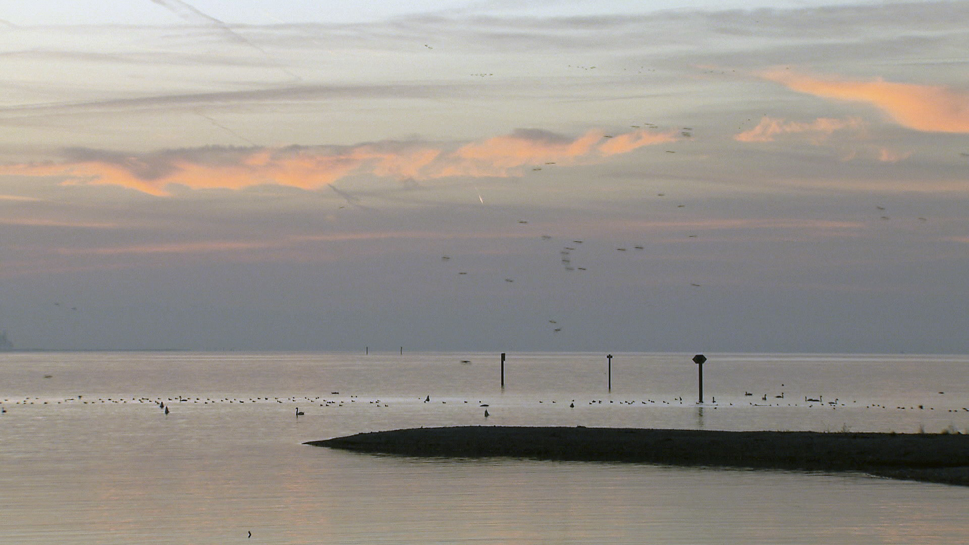 Universum: Bodensee - Wildnis am großen Wasser