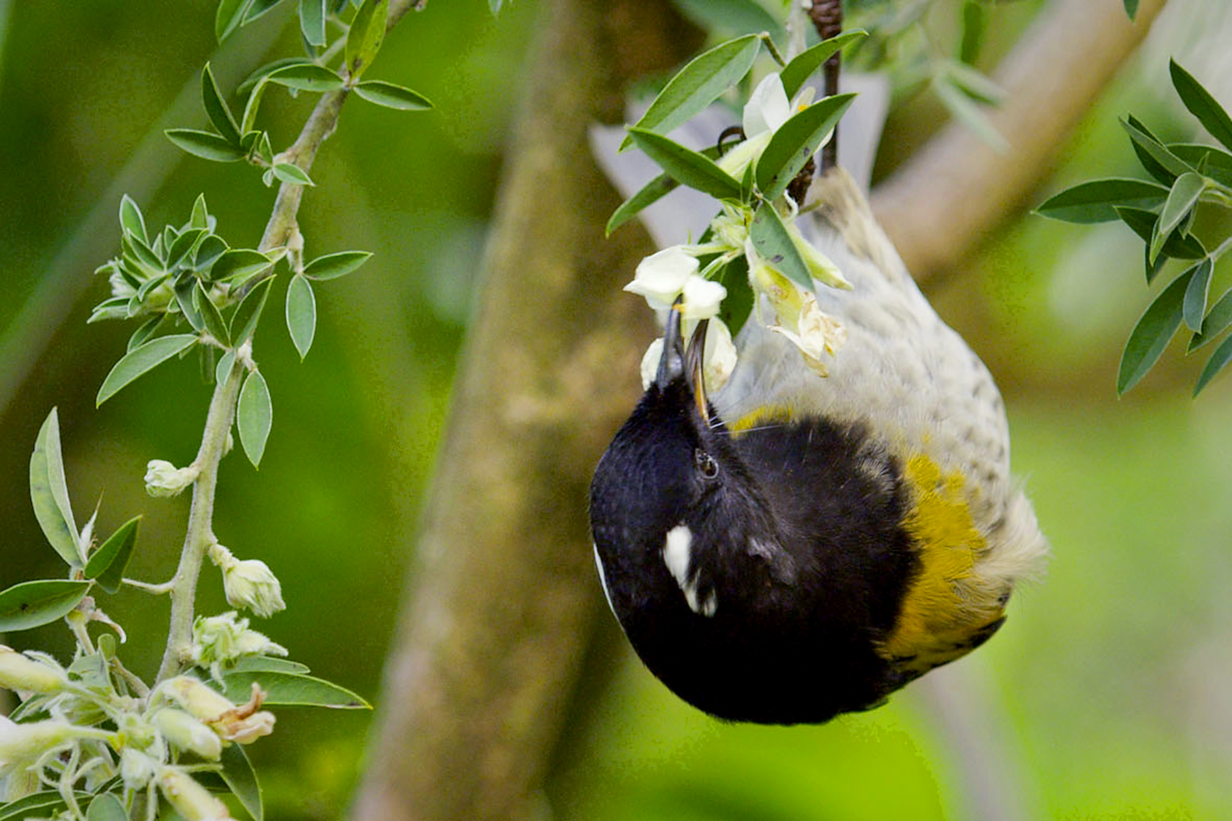 Keas: New Zealand's Witty Daredevils