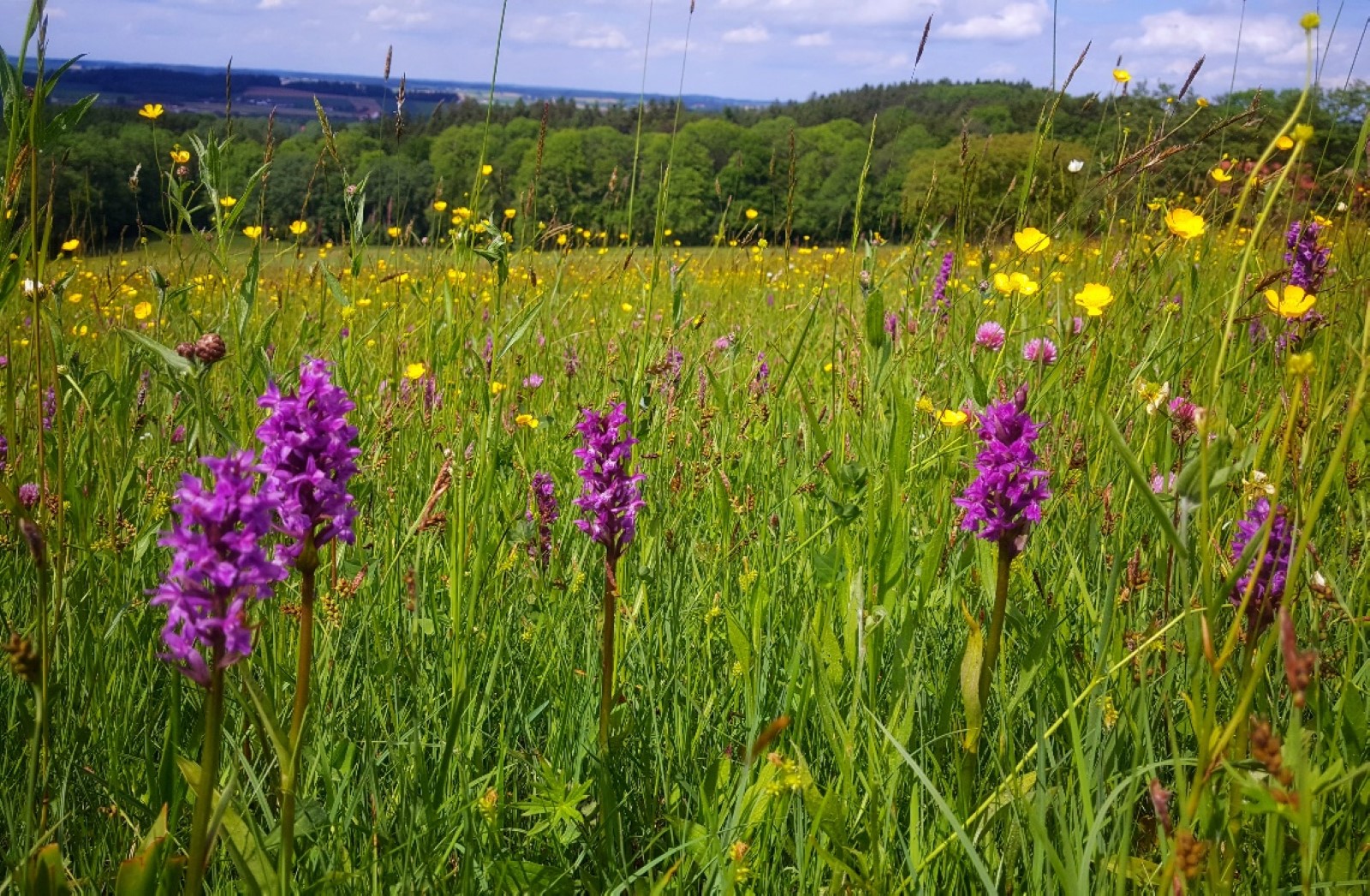 Die Wiese - Ein Paradies nebenan