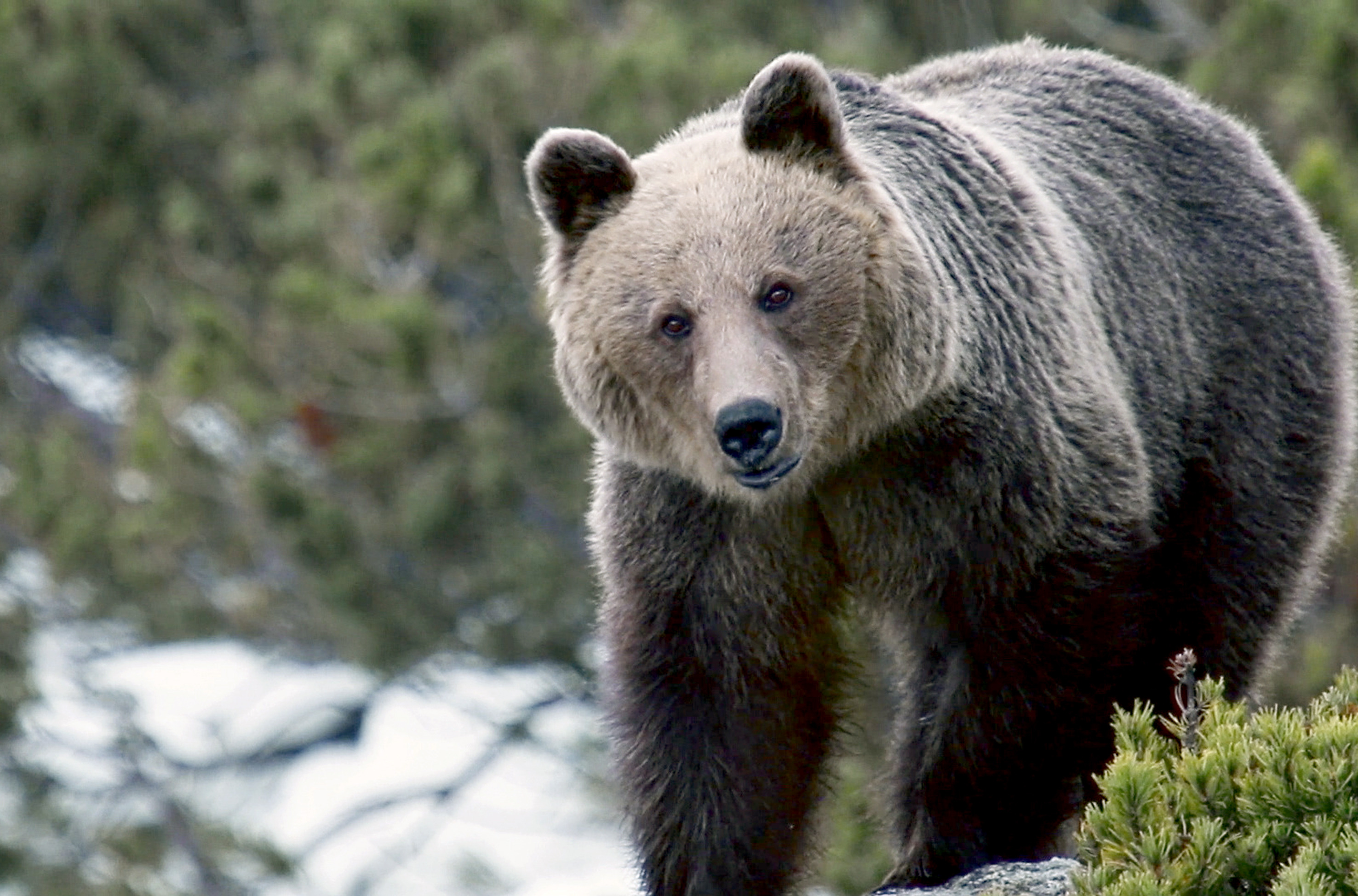 L' Europe à la reconquête de la biodiversité