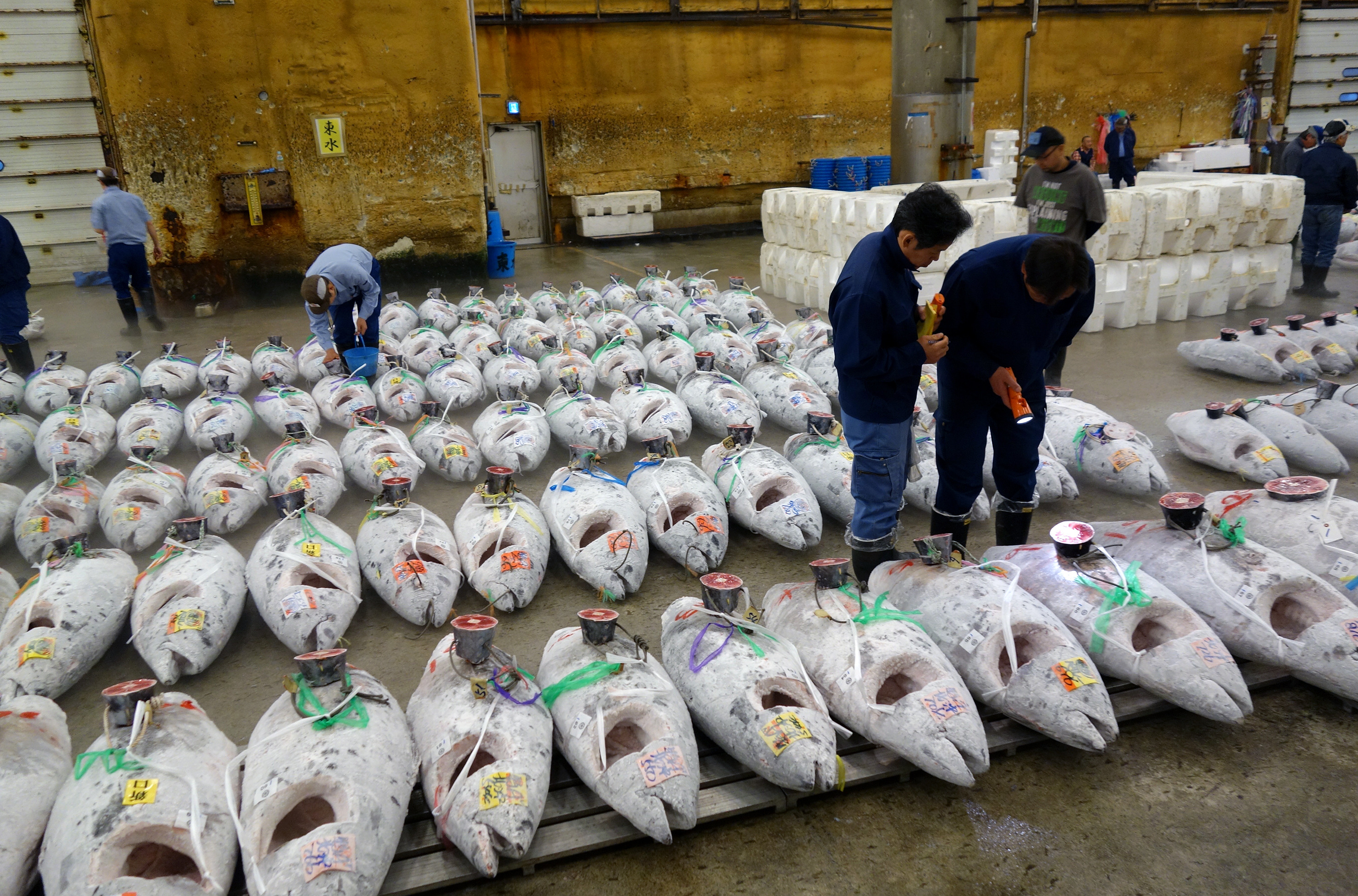 Thunfisch auf Tour - Tokios Fischmarkt zieht um