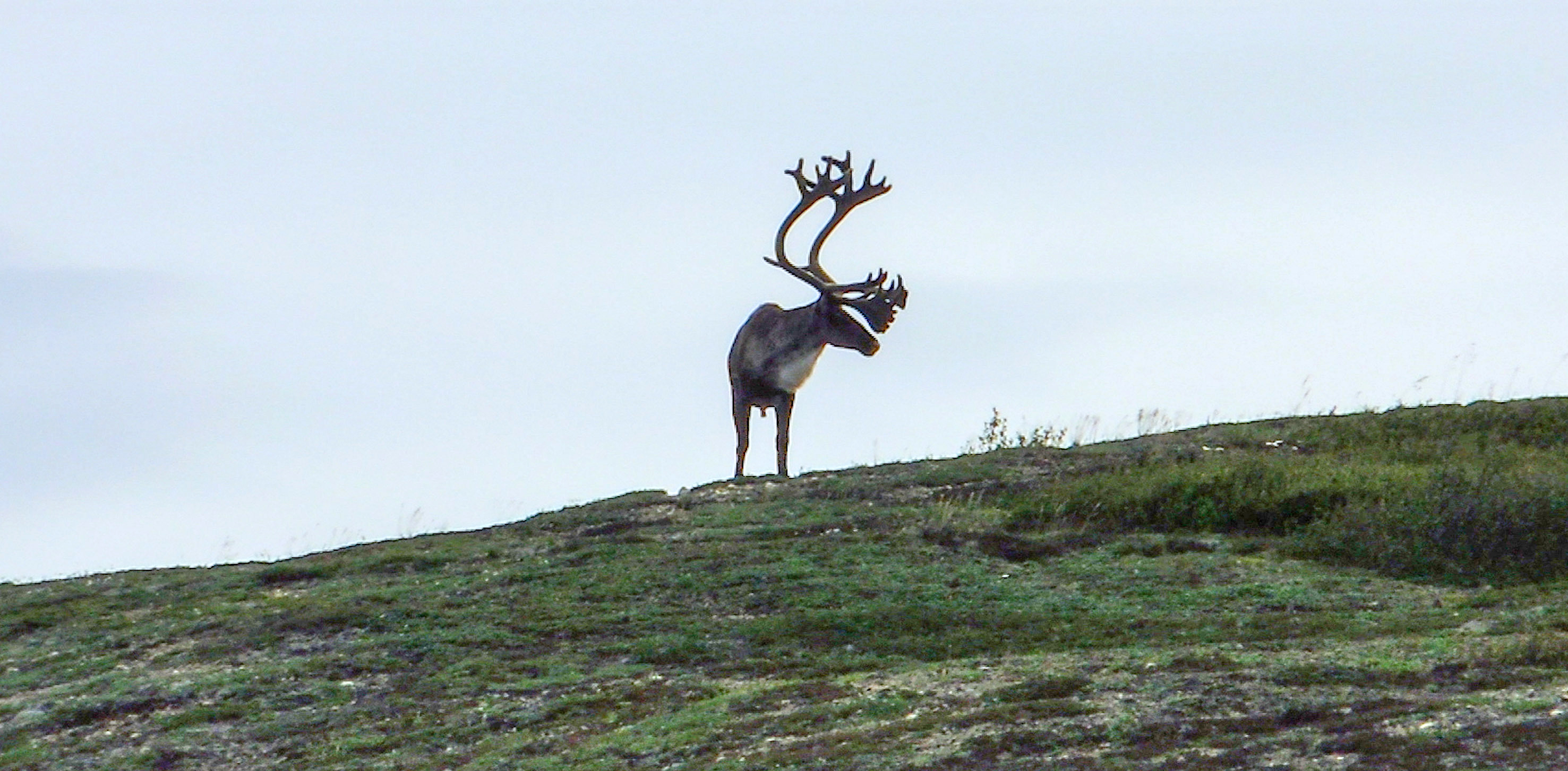 A la poursuiste des caribous