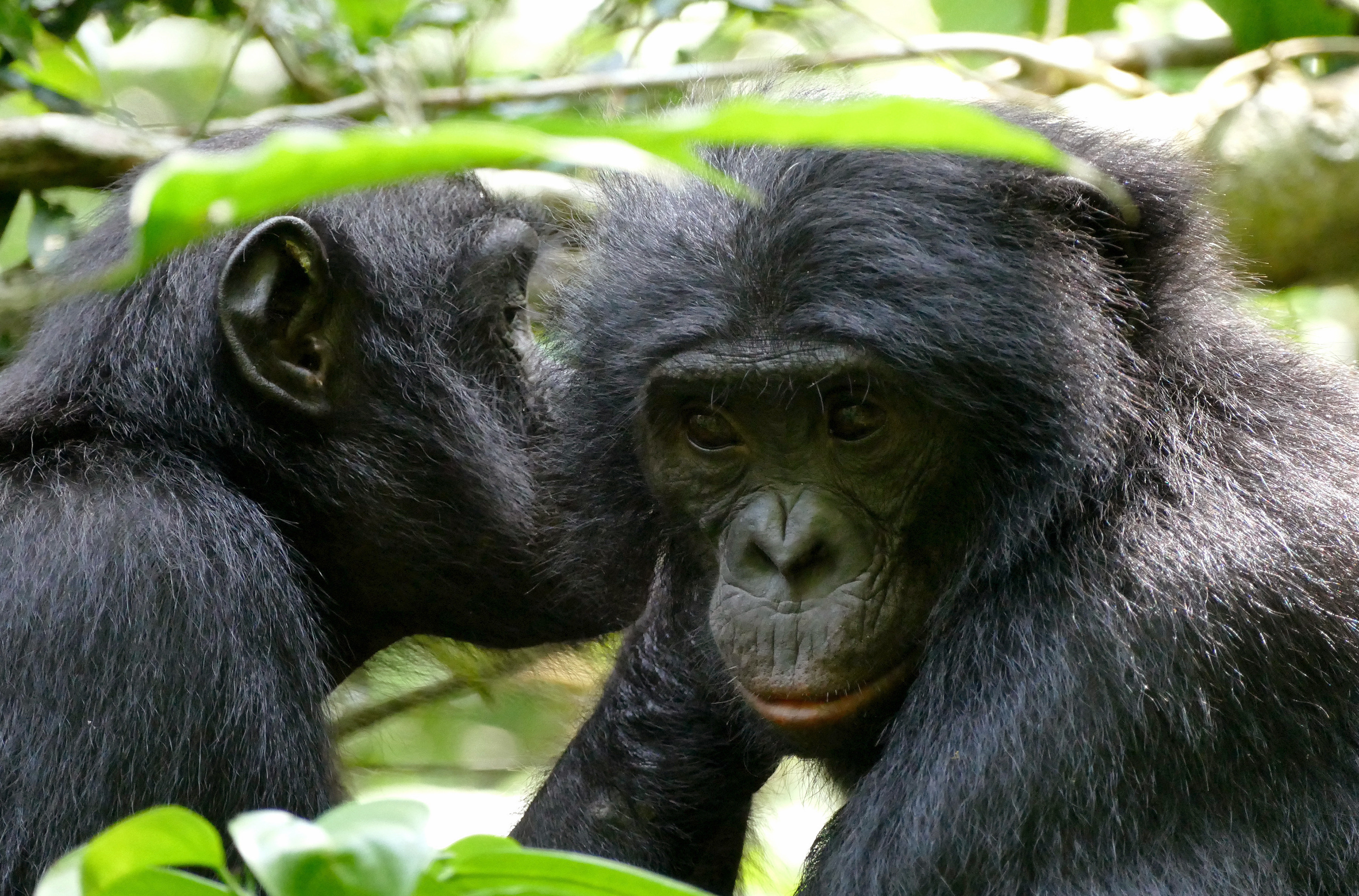 Das verborgene Leben der Bonobos