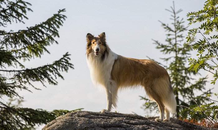 Lassie se vrací