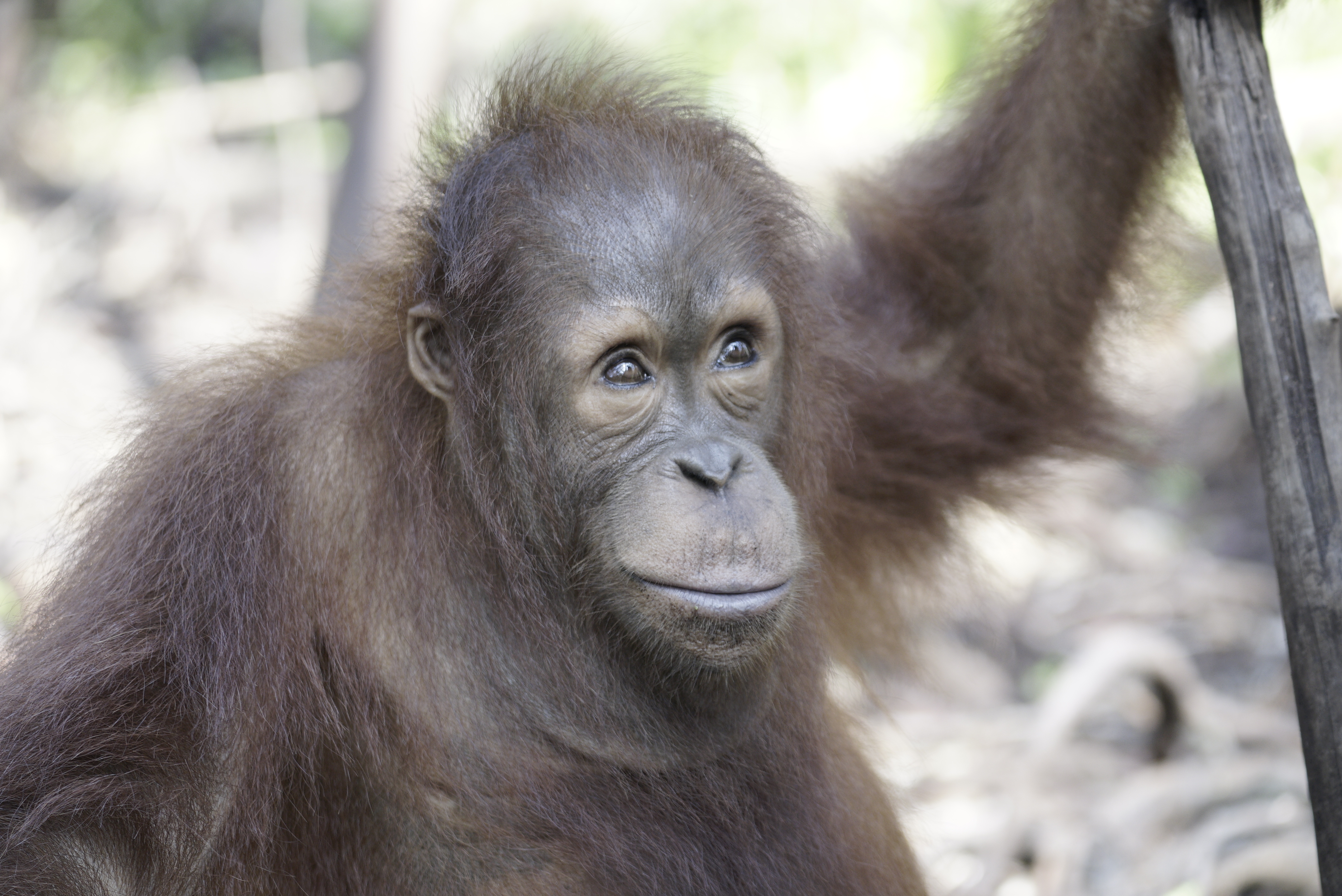 Orangutaní škola v džungli