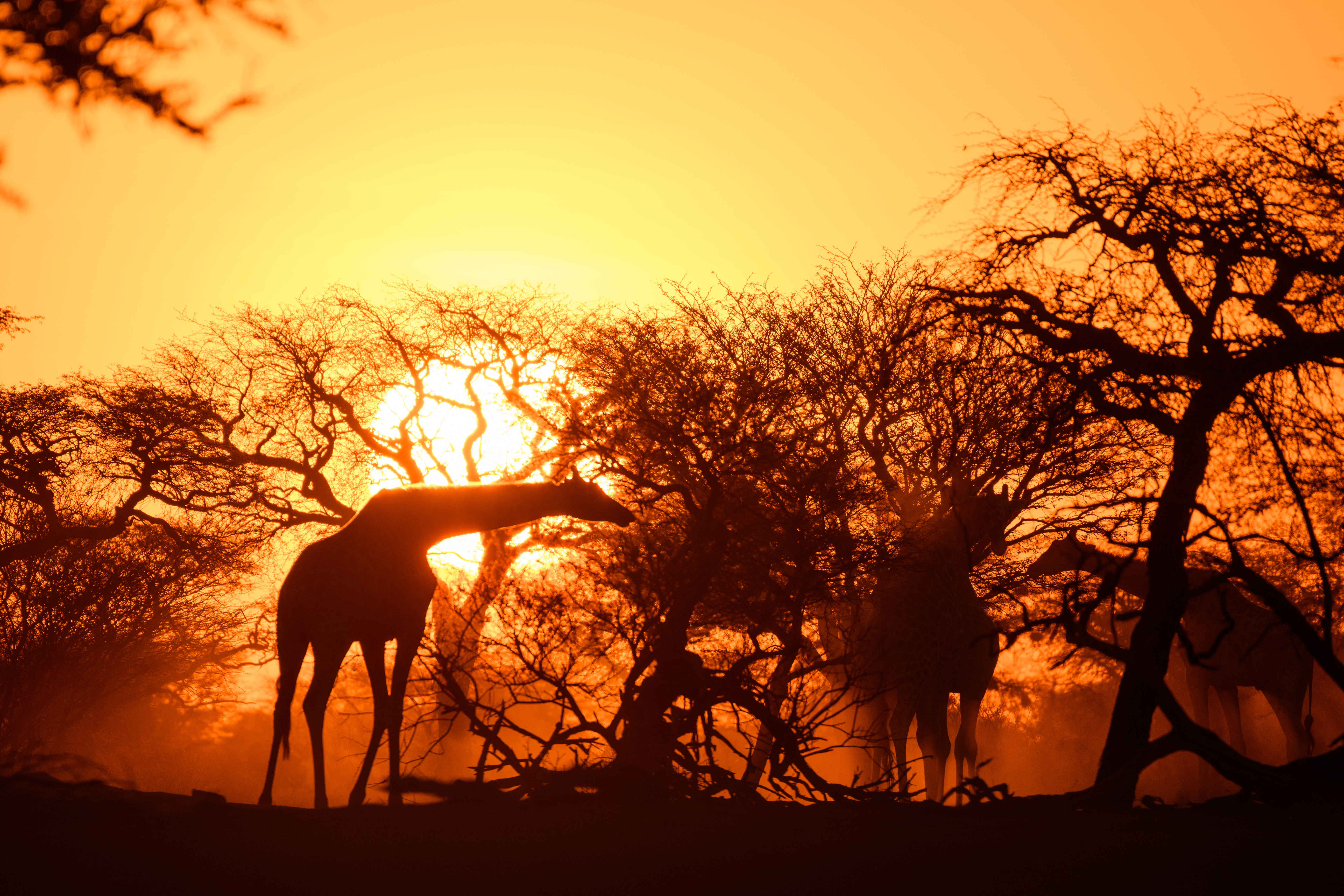 Terra X: Abenteuer Namibia