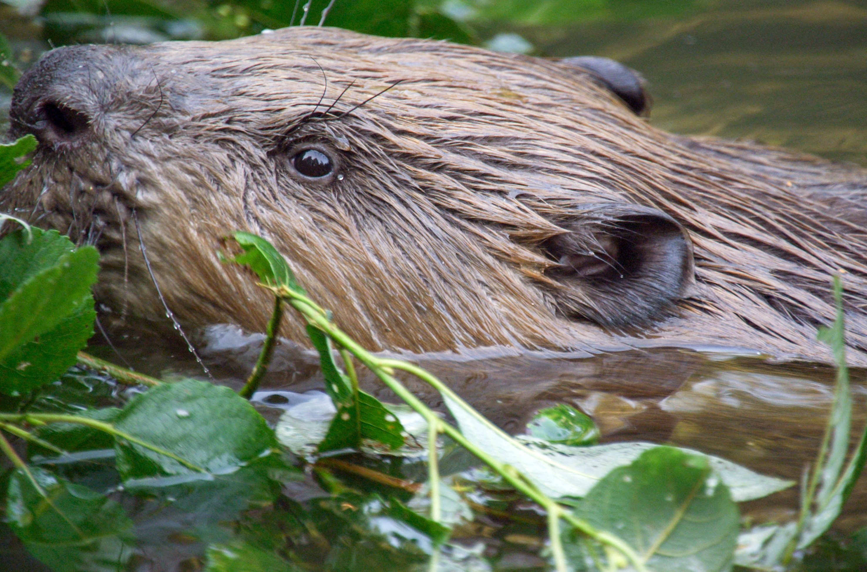 Die Moldau – Der goldene Fluss