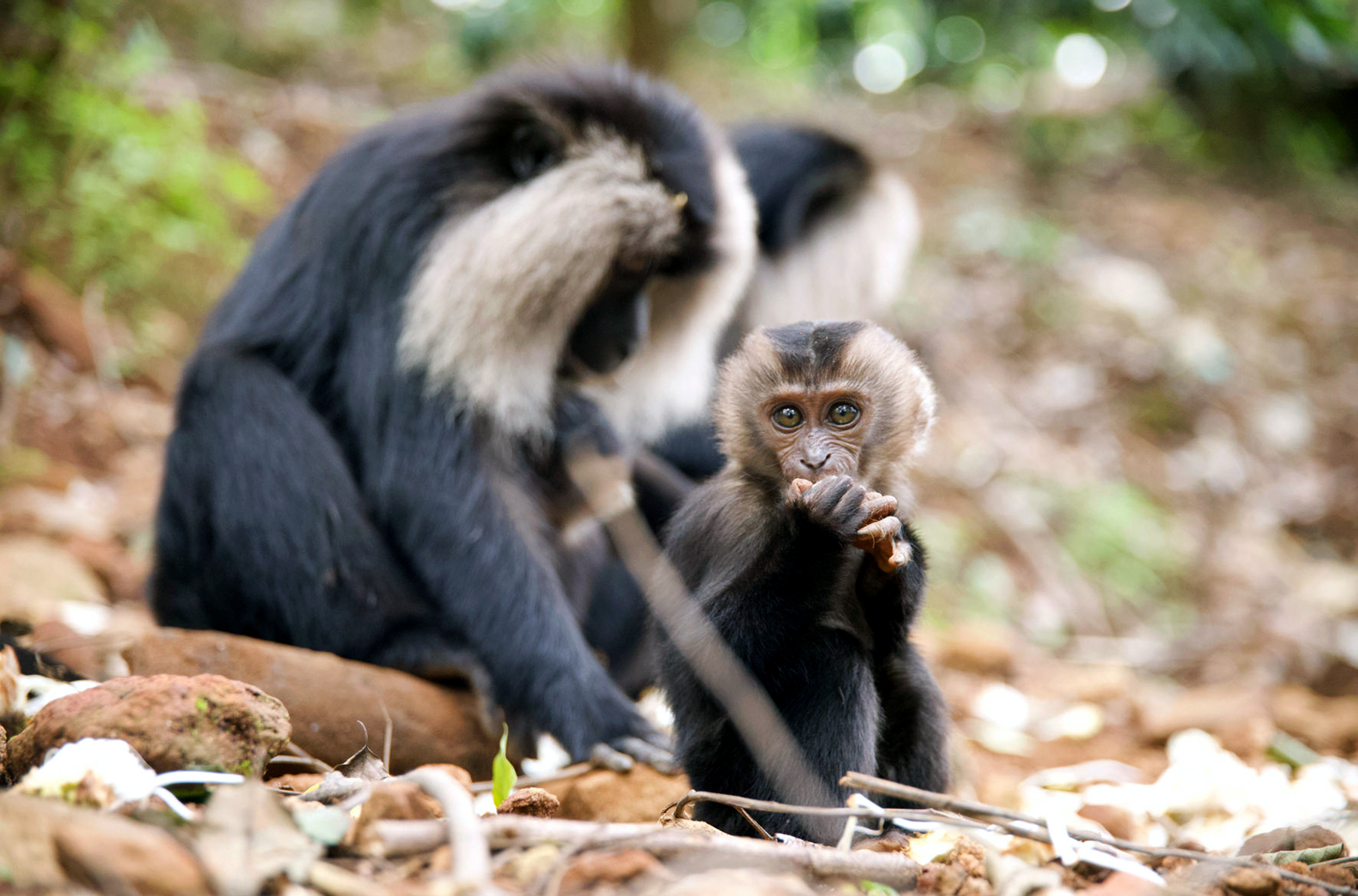 Tierkinder der Wildnis