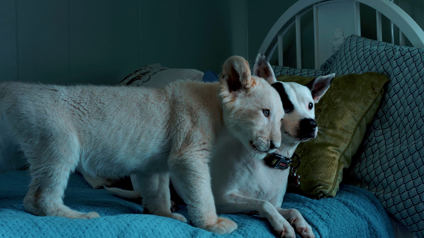 Lena and Snowball (2021) | Galerie | ČSFD.cz