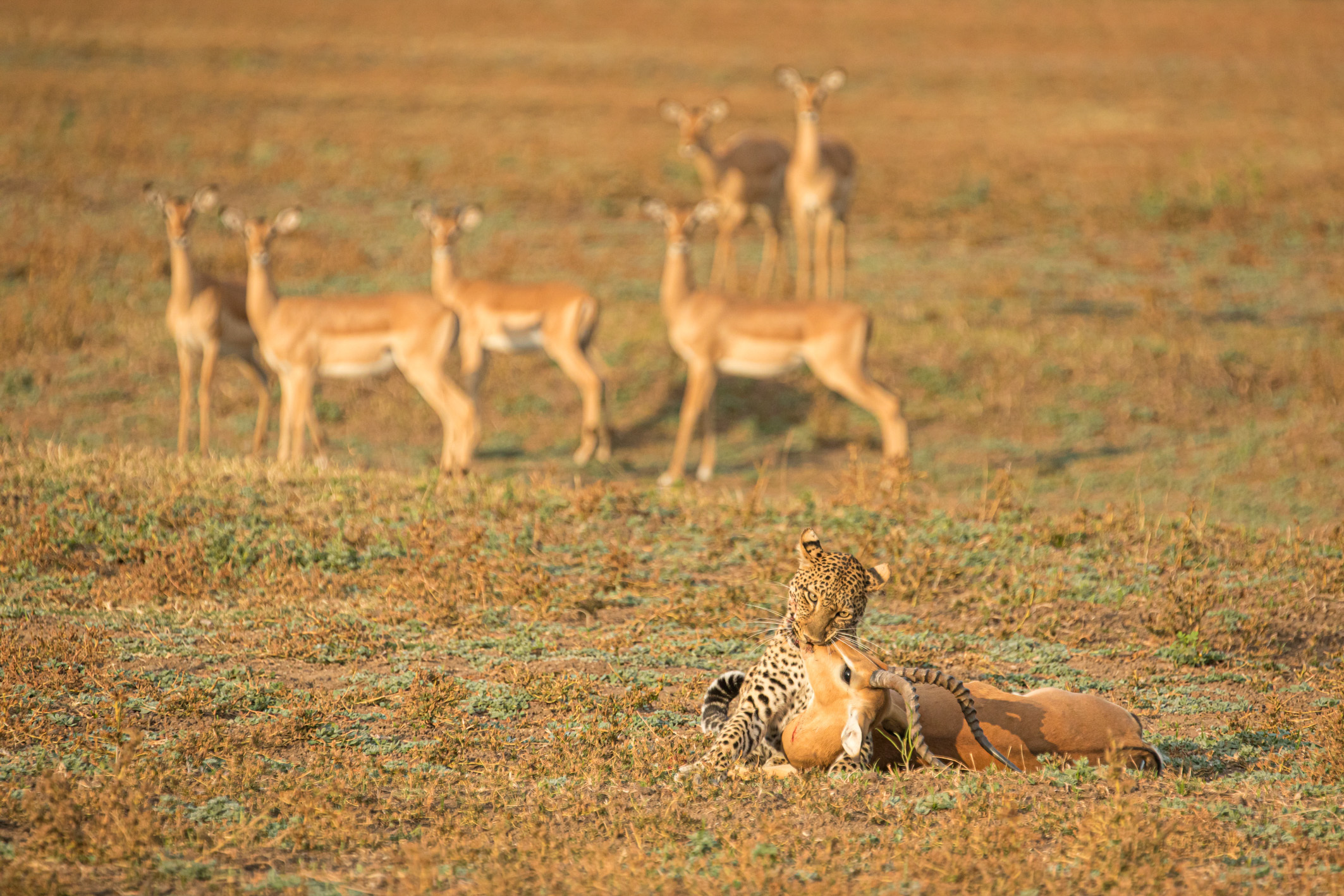 Universum: Olimba - Königin der Leoparden