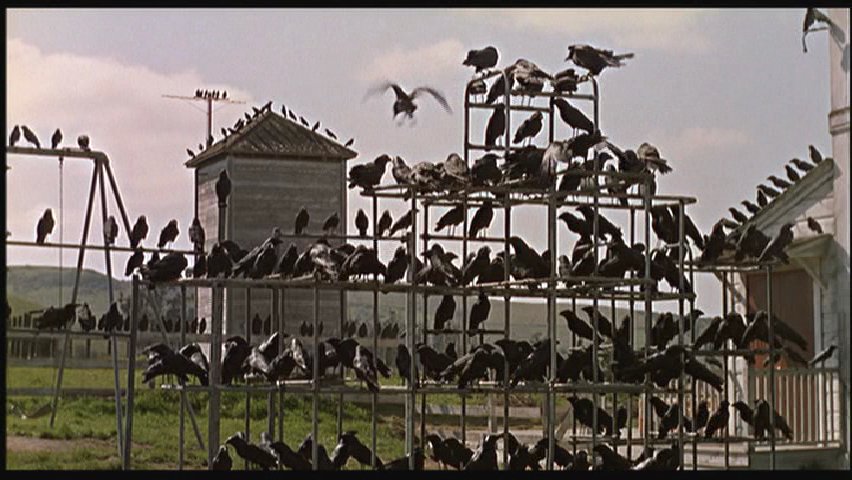 birds birds