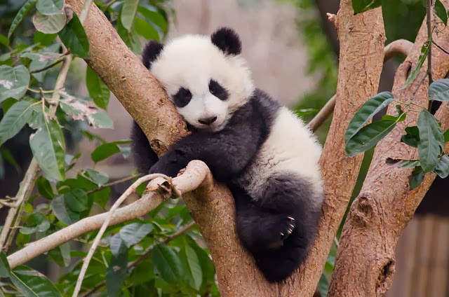 panda panda
